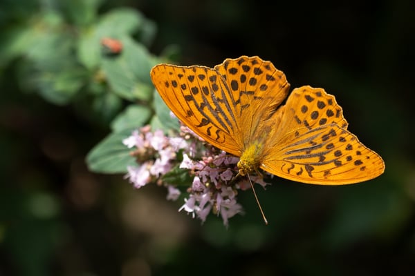 Kaisermantel (Argynnis paphia)