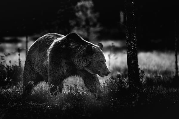 Bär im Finnischen Herbstwald; Viiksimo, 8. September 2019