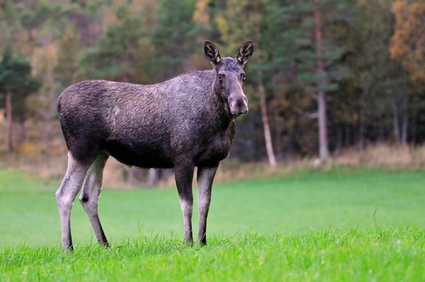 Elch beim abendlichen 'Grasen' vor Flatanger