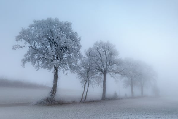 Raureif, Beromünster; 2018