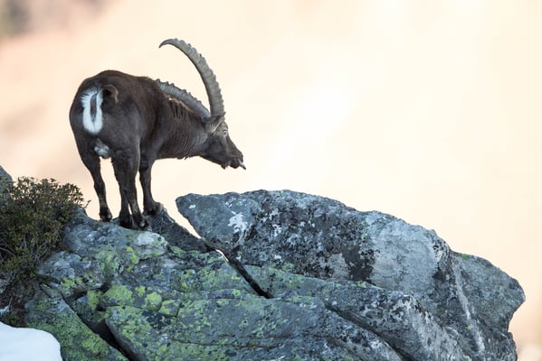 Steinböcke auf dem Gemmenalphorn; 29.12.2016