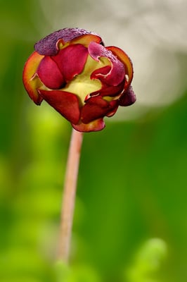 Krugpflanze (Sarracenia purpurea); 17. Mai 2015; Ettiswil