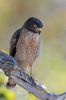 Großschnabelbussard (Buteo magnirostris); Pantanal Juli 2016