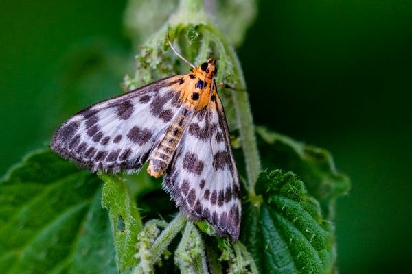 Brennnesselzünsler (Anania hortulata, Syn.: Eurrhypara hortulata); Fischbach; 20.6.2018