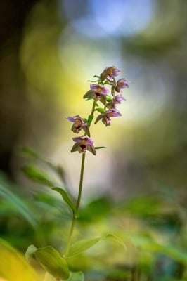 Gewöhnliche breitblättrige Stendelwurz (Epipactis helleborine): Wald im Nturpark Thal (SO); 16. Juli 2018