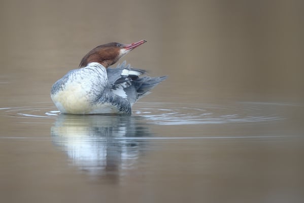 Gänsesäger Weibchen