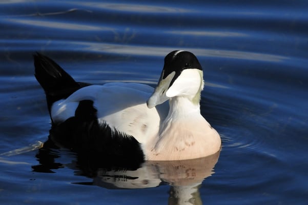 Eiderenten-Männchen