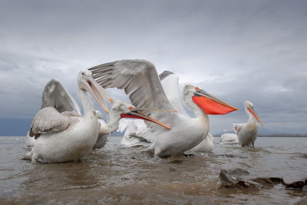 Krauskopfpelikan  (Pelecanus crispus); 20.2.2018; Kerkini (GR) 