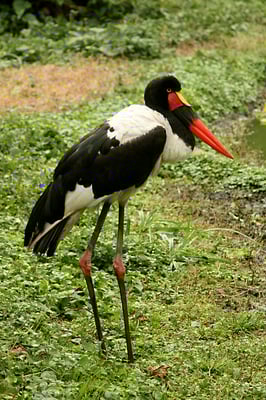 Sattelstorch