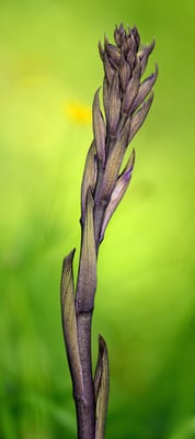 Dingel (Limodorum); noch fehlt der Blust; 20. Mai 2016