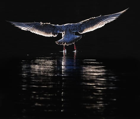 Möwen im anderen Licht