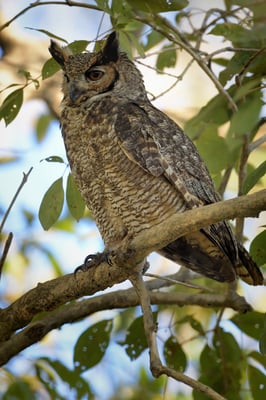 Virginia-Uhu (Bubo virginianus); Pantanal Juli 2016