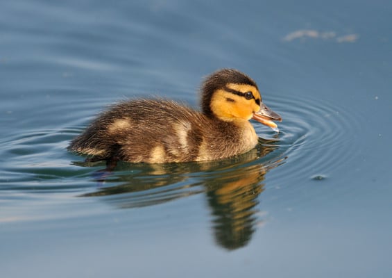 Stockente (Anas platyrhynchos) Kücken