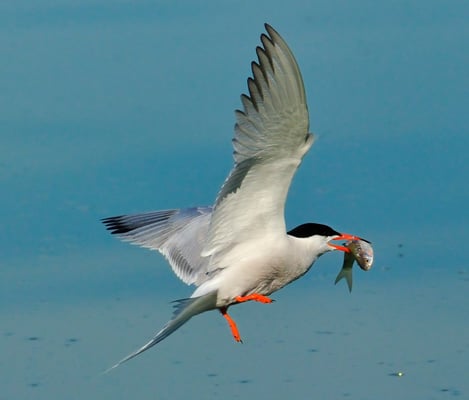 Fluss-Seeschwalbe (Sterna hirundo)