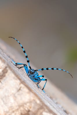 Alpenbock (Rosalia alpina); 15. Juli 2018