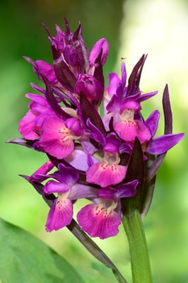 Holunder-Figerwurz; Dactylorhiza sambucina; 14. Mai 2015