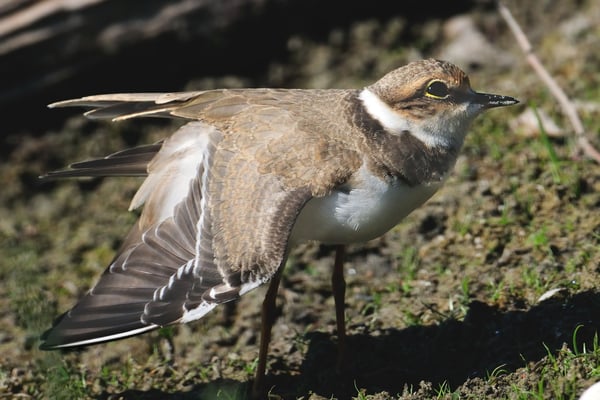 Flussregenpfeifer (Charadrius dubius); La Sauge; 11-8-2012