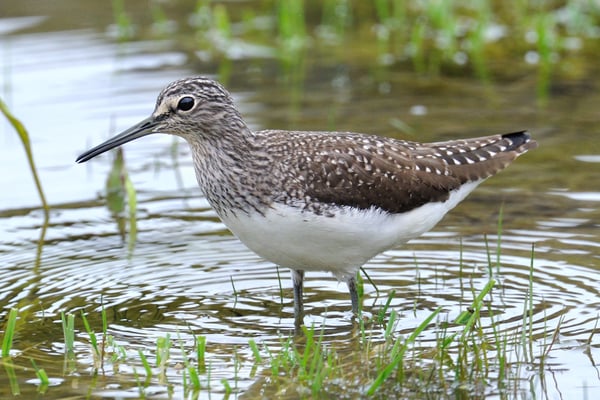 Waldwasserläufer (Tringa ochropus); La Sauge; 7-4-2012