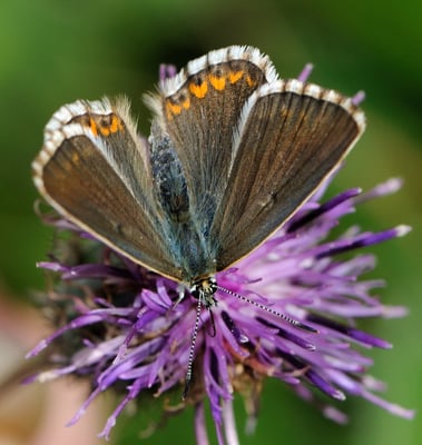 103 Himmelblauer Bläuling (Polyommatus bellargus); Ausserberg VS