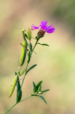 Europäische Gottesanbeterin (Mantis religiosa); 11. August 2018, Nordwestschweiz
