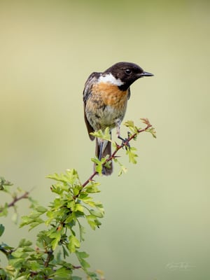 06 - Schwarzkehlchen Männchen