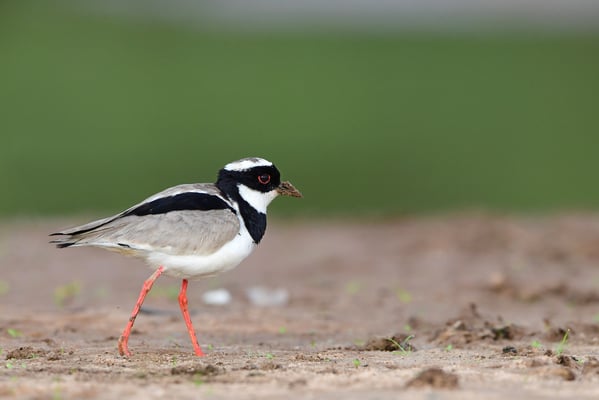 Schlankschnabel-Regenpfeifer (Charadrius collaris); Pantanal, 24.9.2016