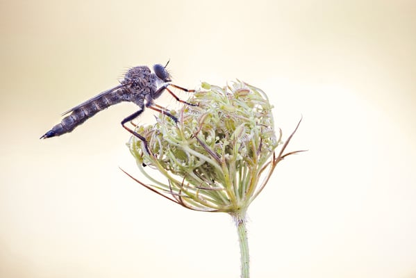 Naturschutzgebiet Möhlin, 6. August 2020