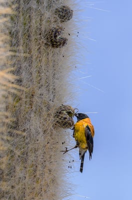 Kaktusfeigen-Konsument (Name des Vogels noch nicht klar)