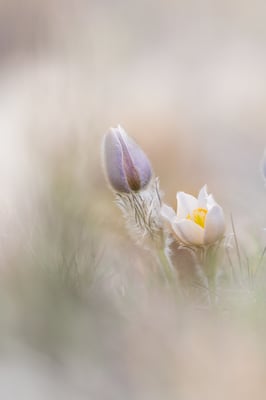 Frühlingskuhschelle (Pulsatilla vernalis var. alpestris)