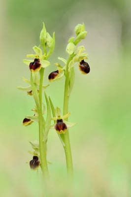 Kleine Spinnen-Ragwurz (Ophrys araneola); Hesseberg AG; 30. April 2016