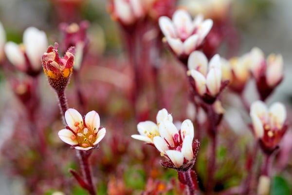 Rasen Steinbrech (Saxifraga cespitosa); 5. Juli 2015