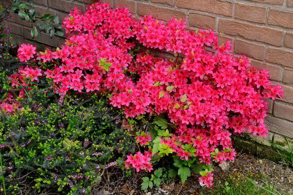 Im Garten der Villa Tiboldi, S. Stefano bei Canale