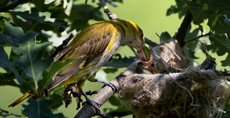 29 - Pirol-Weibchen füttert Kücken