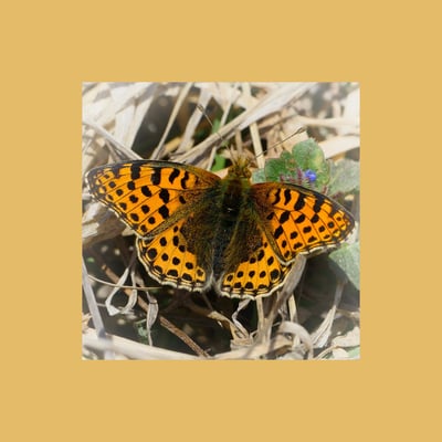 Kleine Perlmutterfalter (Issoria lathonia) in Walliser Trockensteppe (Mitte März)