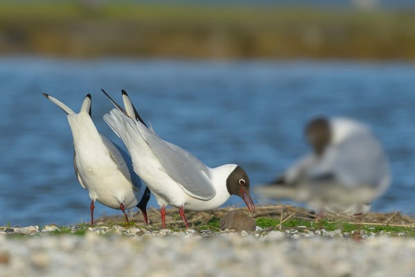 Lachmöwe (Chroicocephalus ridibundus); Texel; 14.4.2014