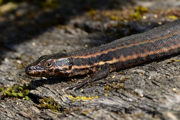schwärzliche Mauereidechse (Podarcis muralis); 12.4.15