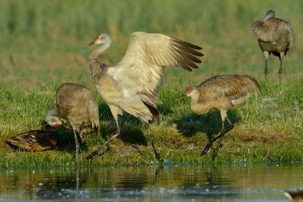Kanadakranich (Grus canadensis); 6. August 2013; Fairbanks, Alaska