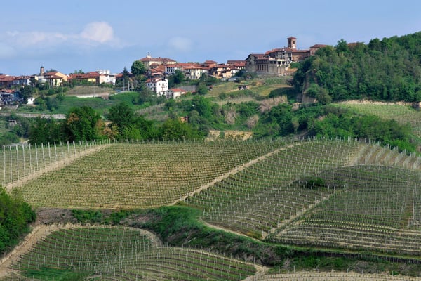 Weinberg vor Monta bei Canale