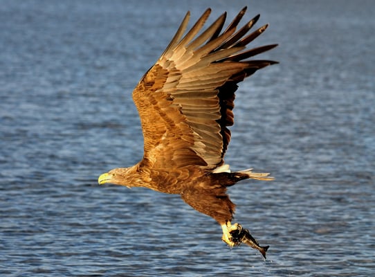 Weissschwanz-Seeadler Phase 4