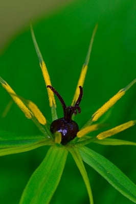 Vierblättrige Einbeere (Paris quadrifolia); 24.4.2015