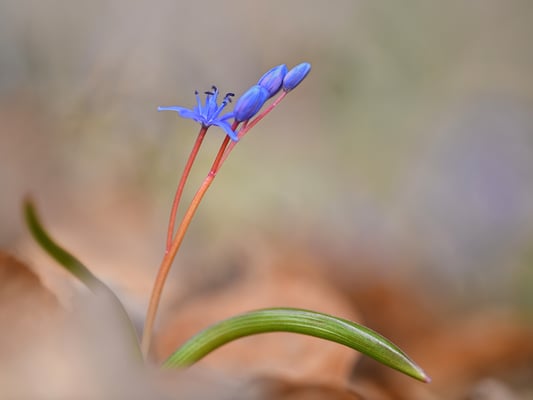 Die Blausterne (Scilla), als Trivialname auch „Szilla“; 25.2.2018