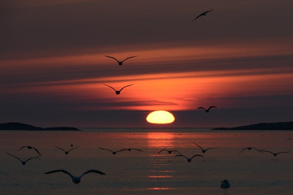 Herings- und Silbermöven (jung und alt) begleiteten uns den ganzen Tag und nun auch nach Hause...; Flatanger 9.9.2015