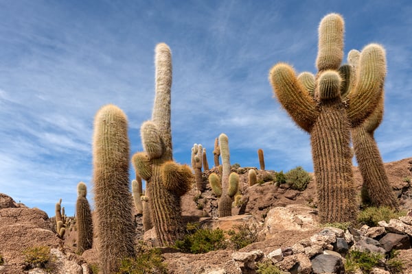 Wilde, grosse Kakteen auf der kleinen Insel Incahuasi im Zentrum des Salar Uyuni