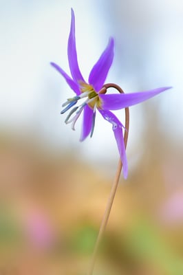 Hunds-Zahnlilie (Erythronium dens-canis), 18. März 2015
