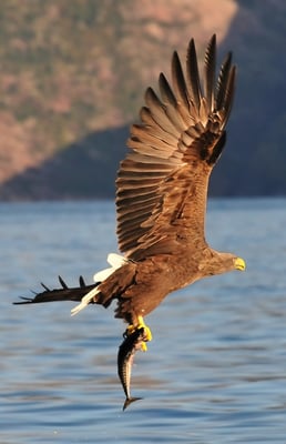 Weissschwanz-Seeadler Phase 4