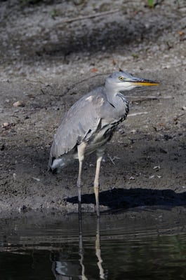 Graureiher (Ardea cinerea); La Sauge