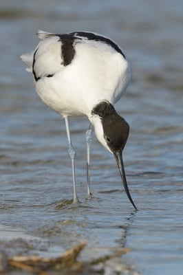 Säbelschnäbler (Recurvirostra avosetta); Texel; 14.4.2014