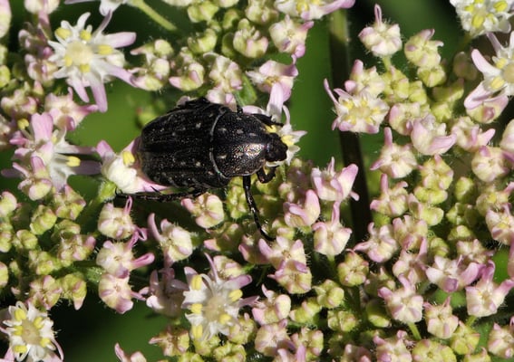 Trauerrosenkäfer (Oxythyrea funesta)