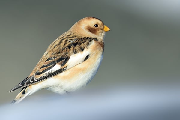 Schneeammer (Weibchen) in der Gletscherlagune bei Jökulsarlon