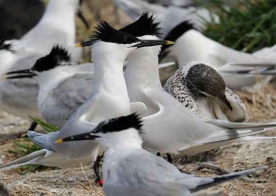 Brandseeschwalben ( Sterna sandvicensis, Syn.:Thalasseus sandvicensis)